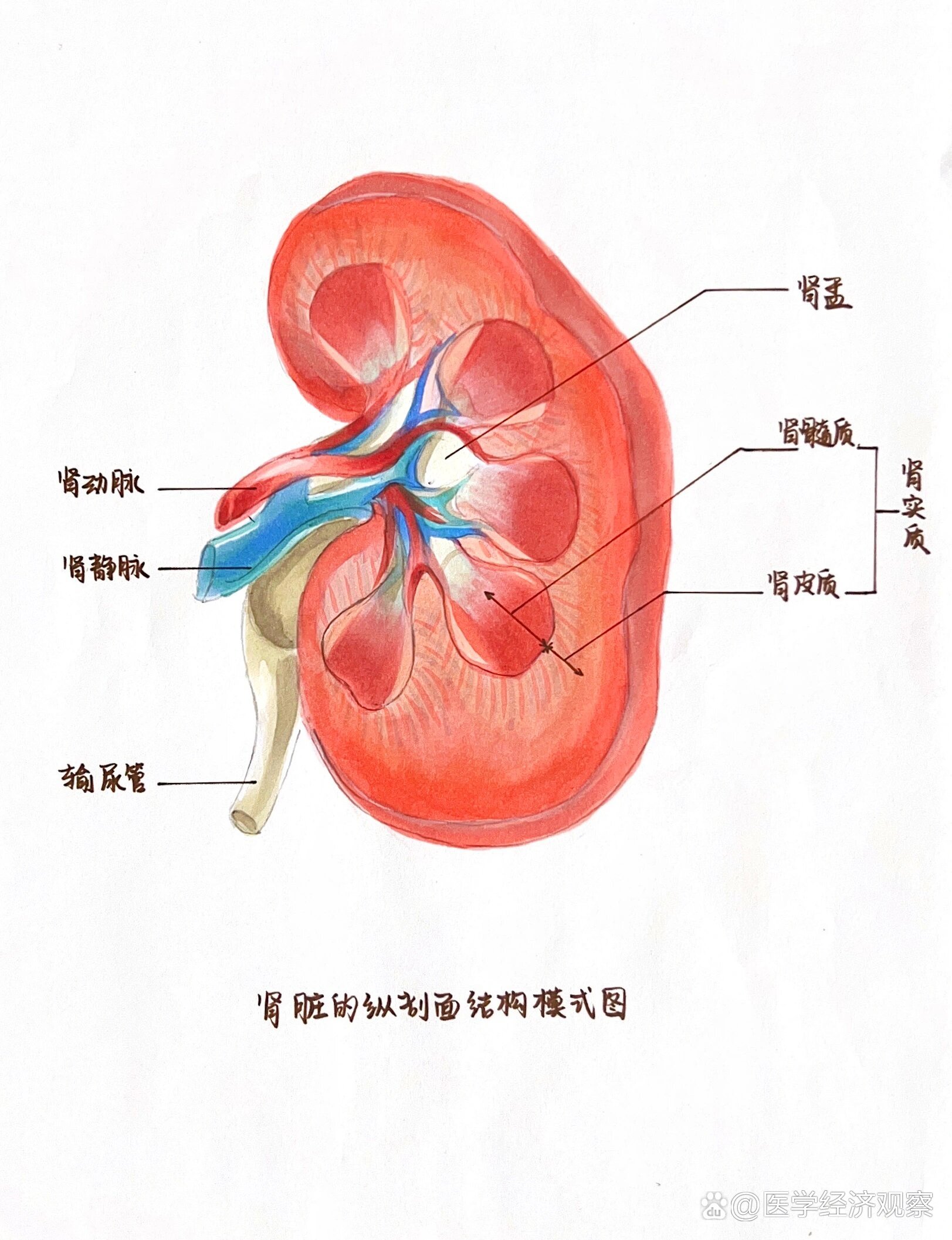 肾皮质迷路局部示意图图片