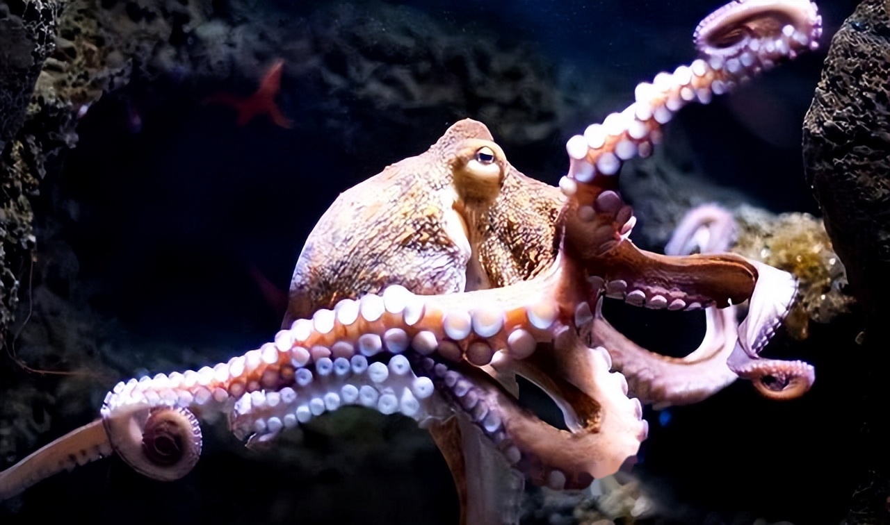 章鱼的3颗心脏、9颗大脑是做什么用的？为什么交配后会吃掉自己？