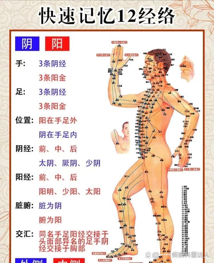 人体十二条经络的名称图片