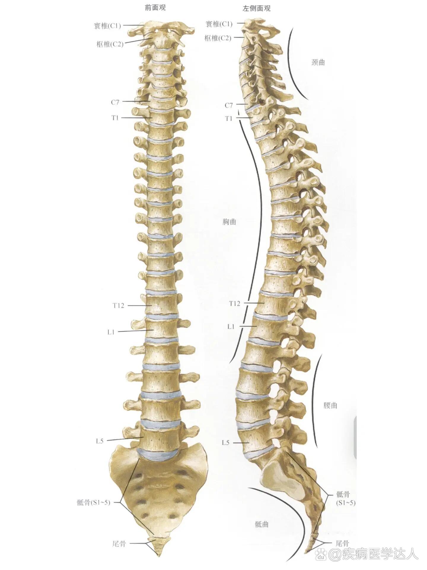 全脊柱图解来咯98