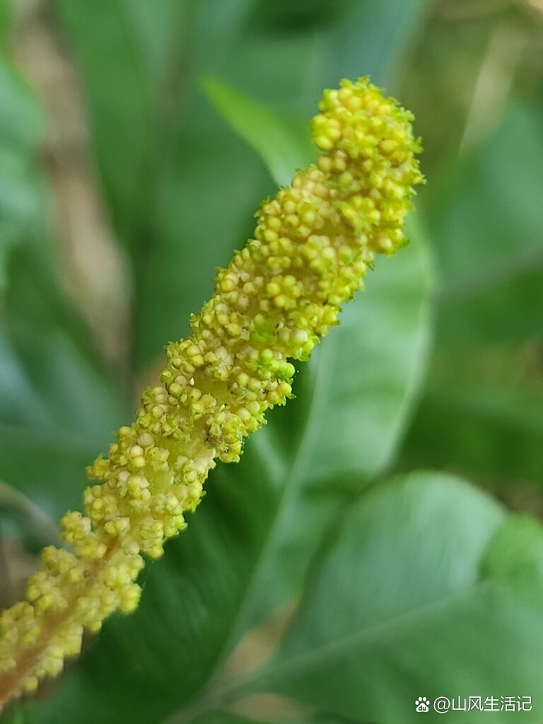 保护野生植物名录|蕨类|七指蕨