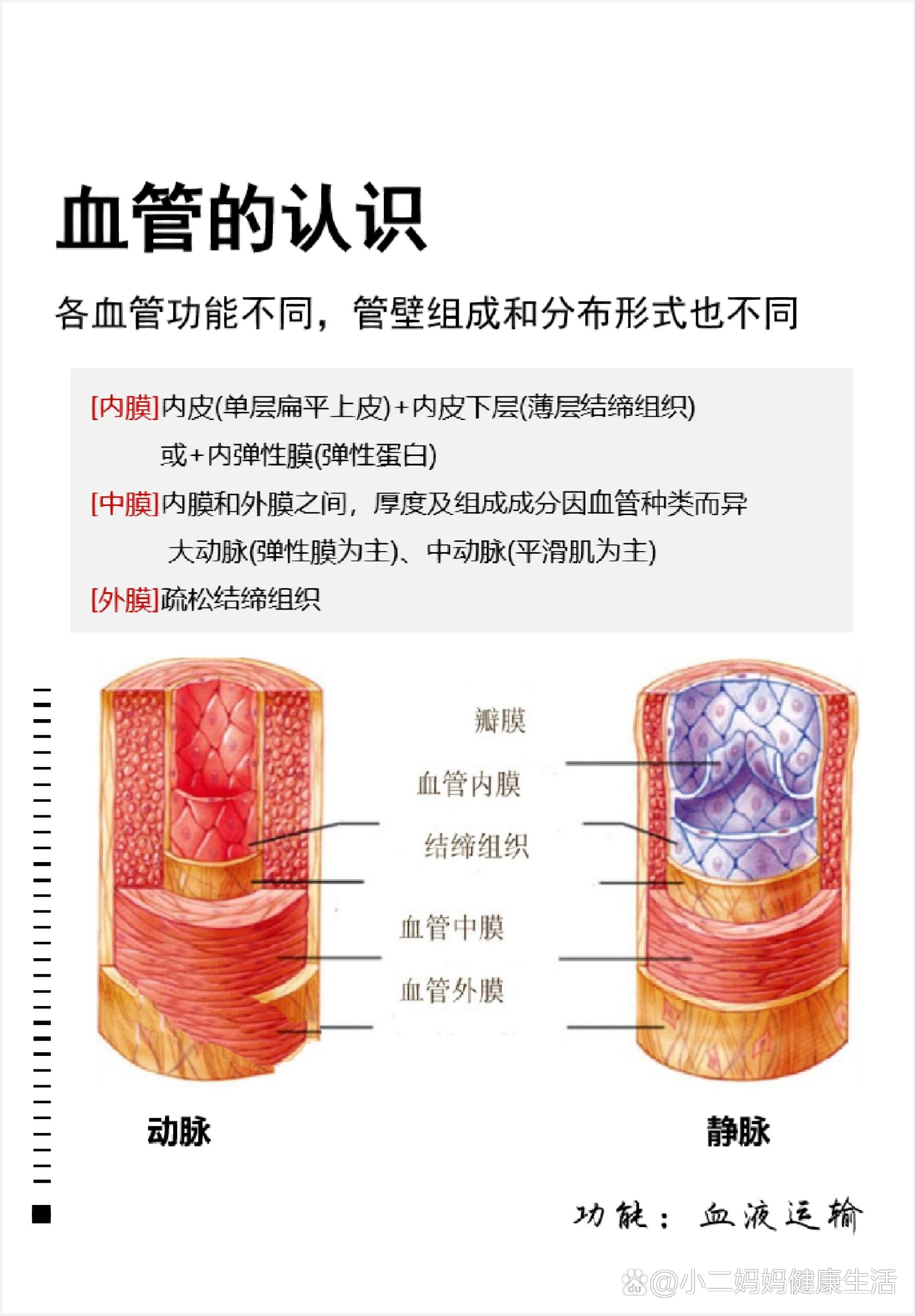 血管的三层结构图片