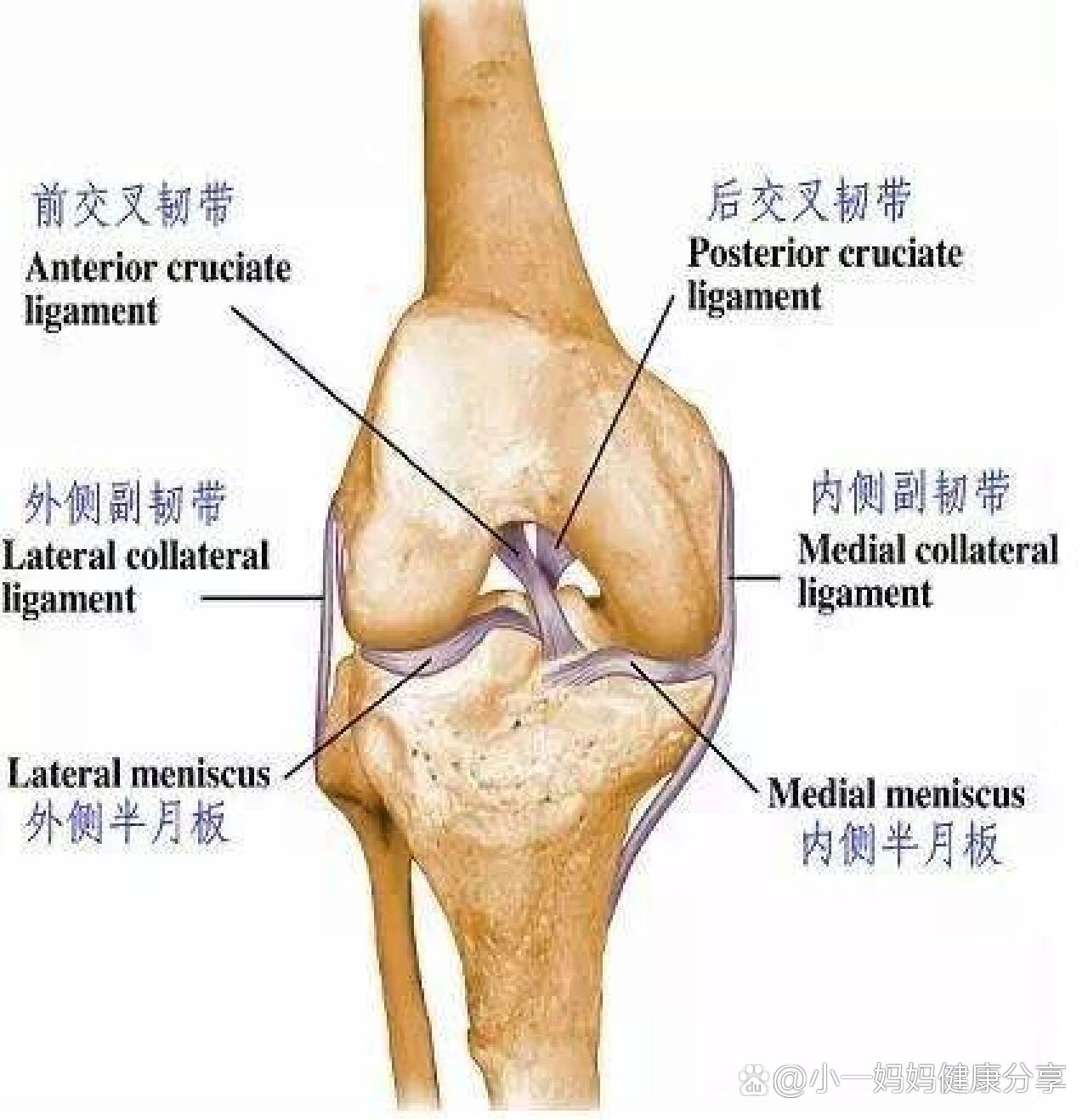 左膝关节图解图片