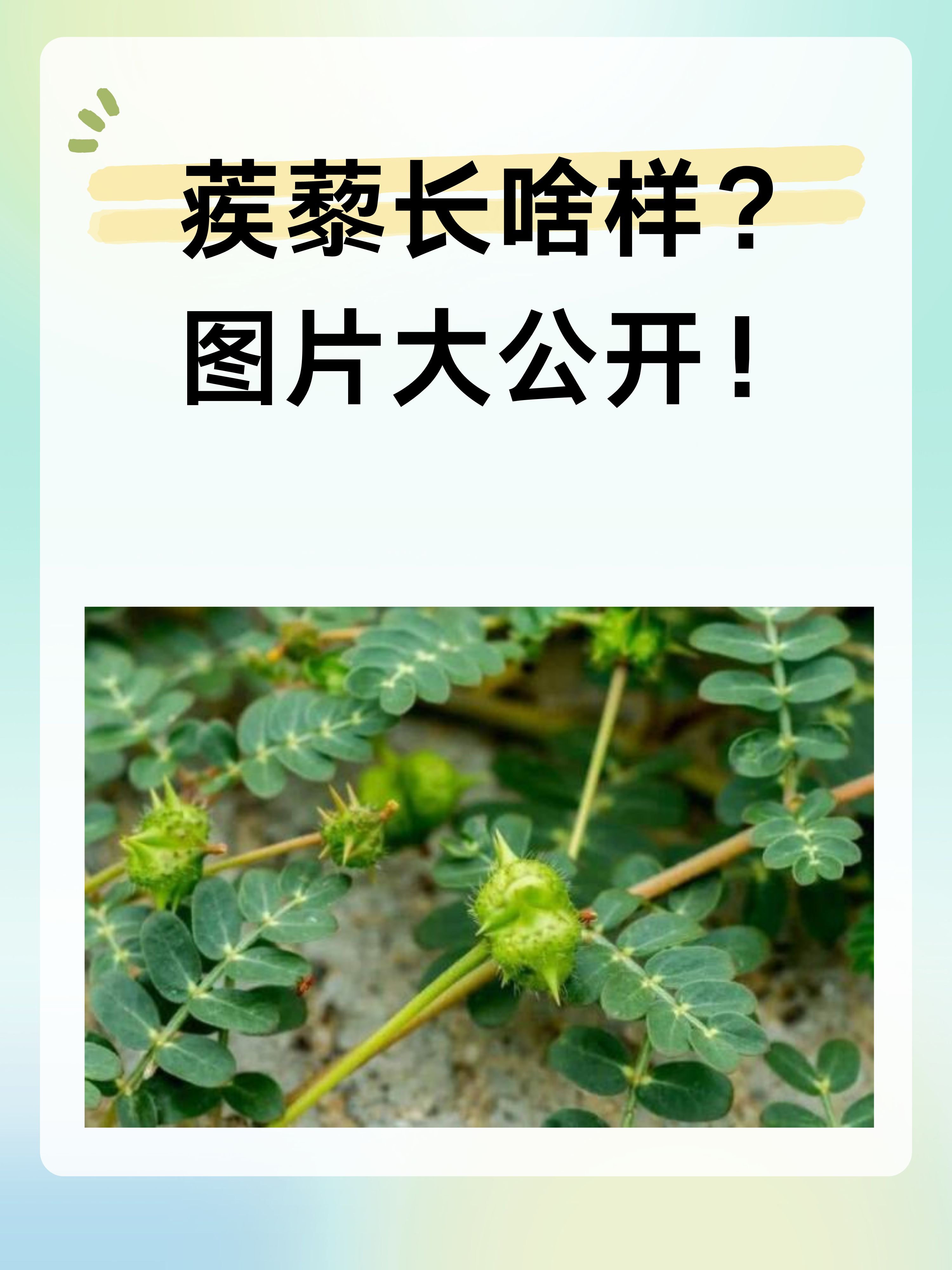 蒺藜的样子图片大全图片