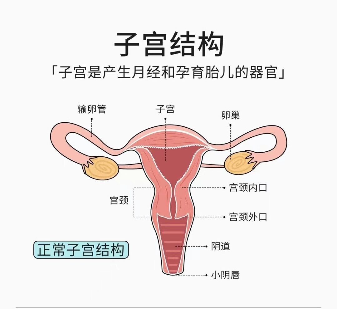 正常子宫 内部图片