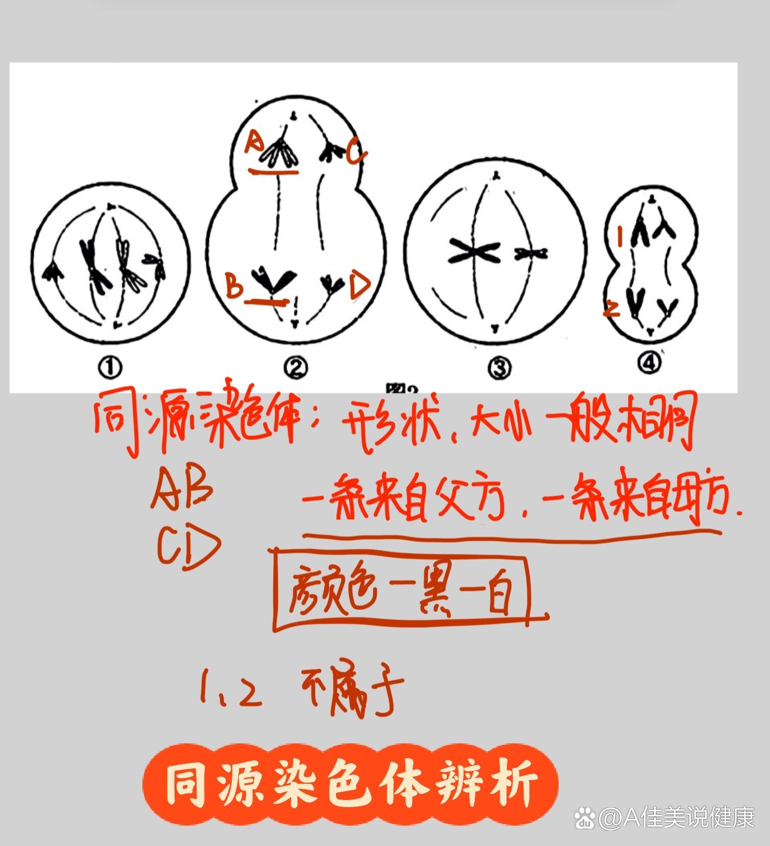 同源染色体图解图片