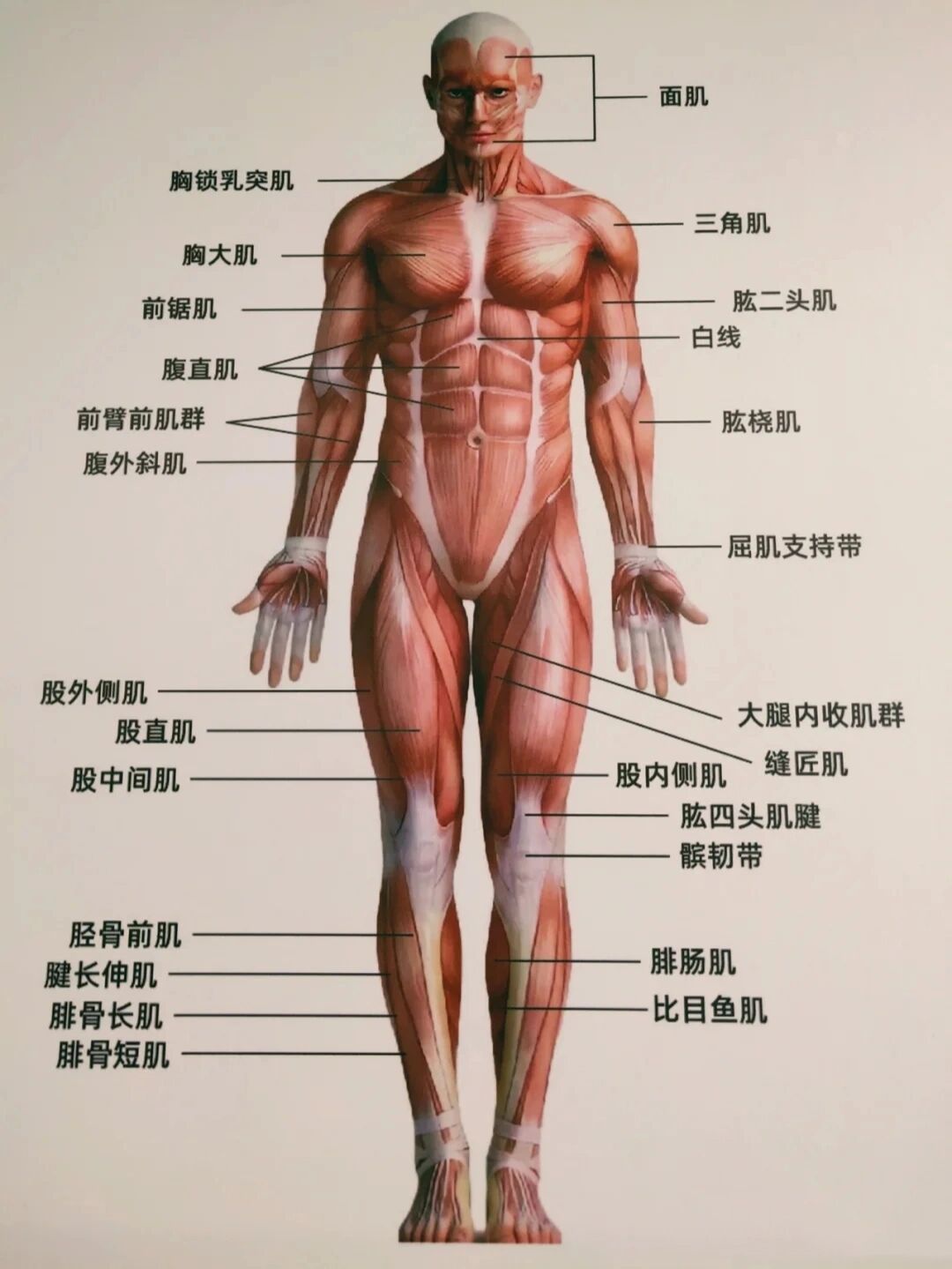 全身肌肉分布图解