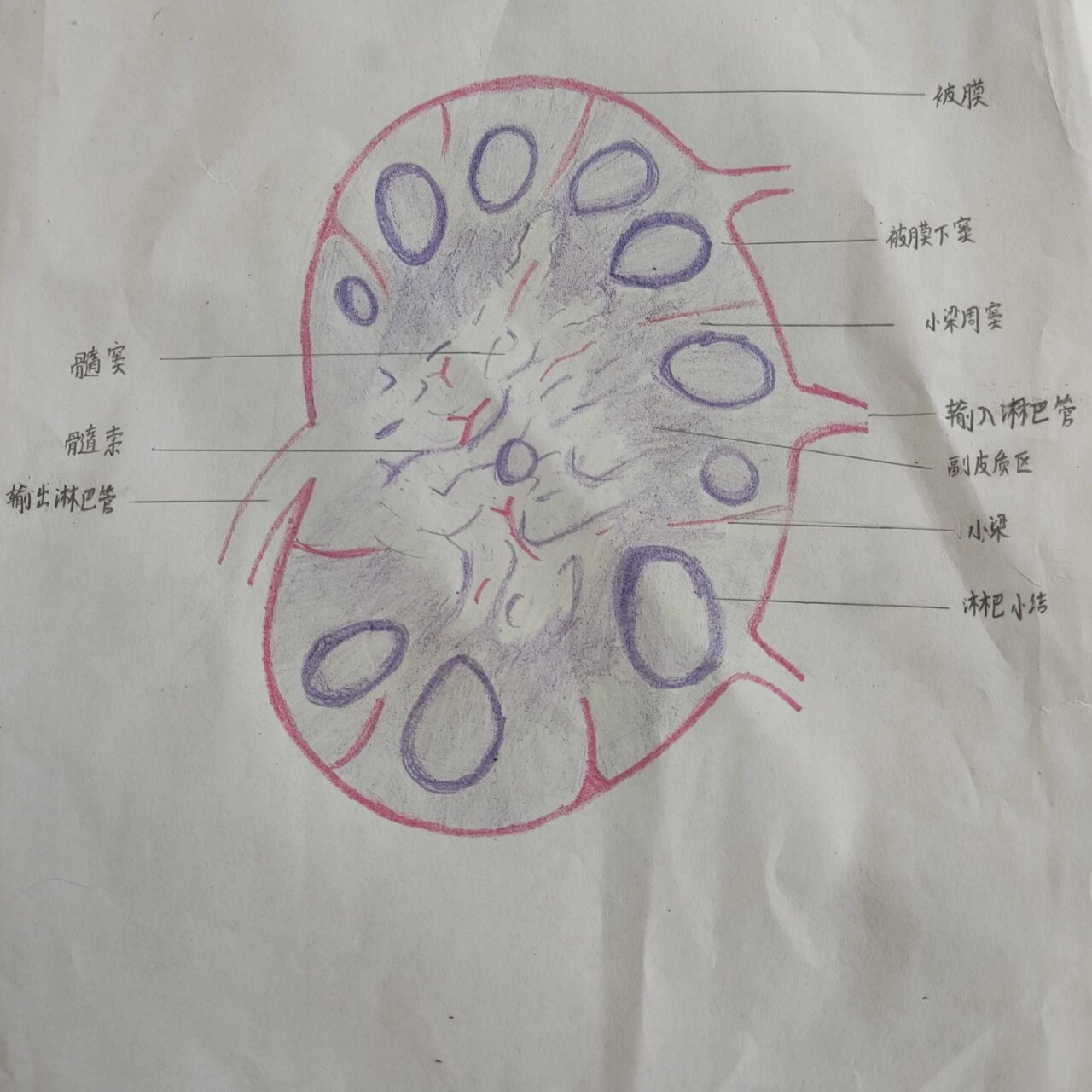 淋巴结结构示意图