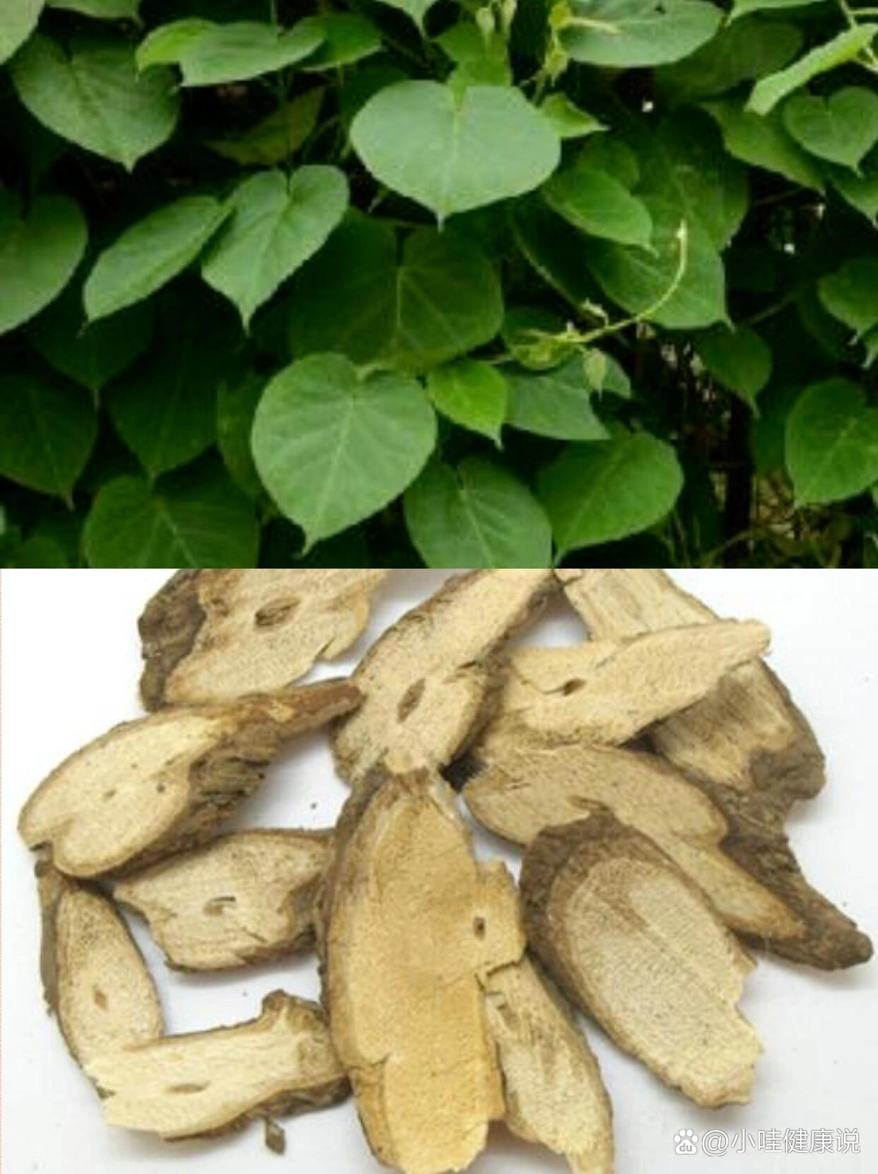 每天认识一味中草药|通光散