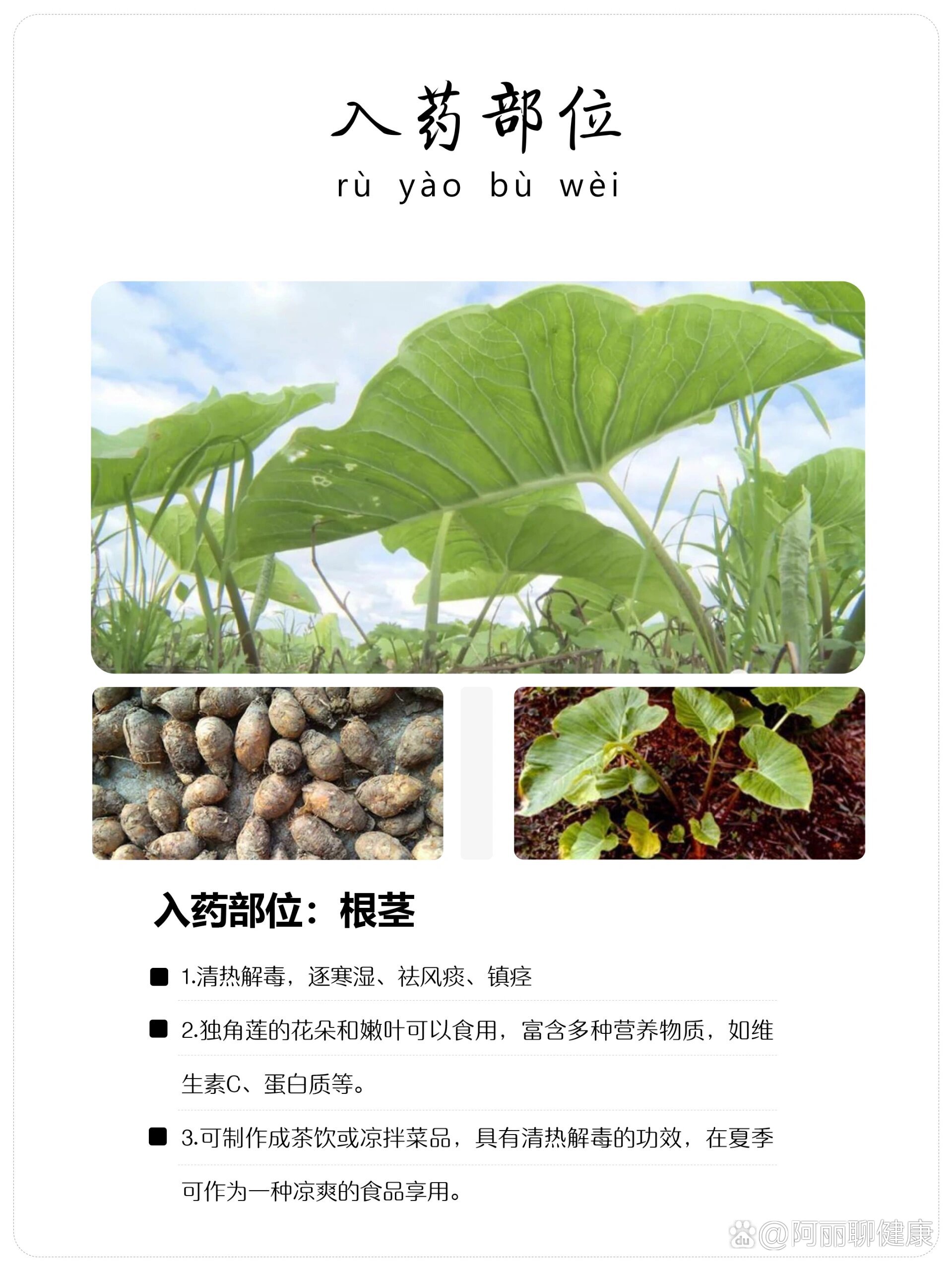 每天认识一味中草药-独角莲03-清热解毒