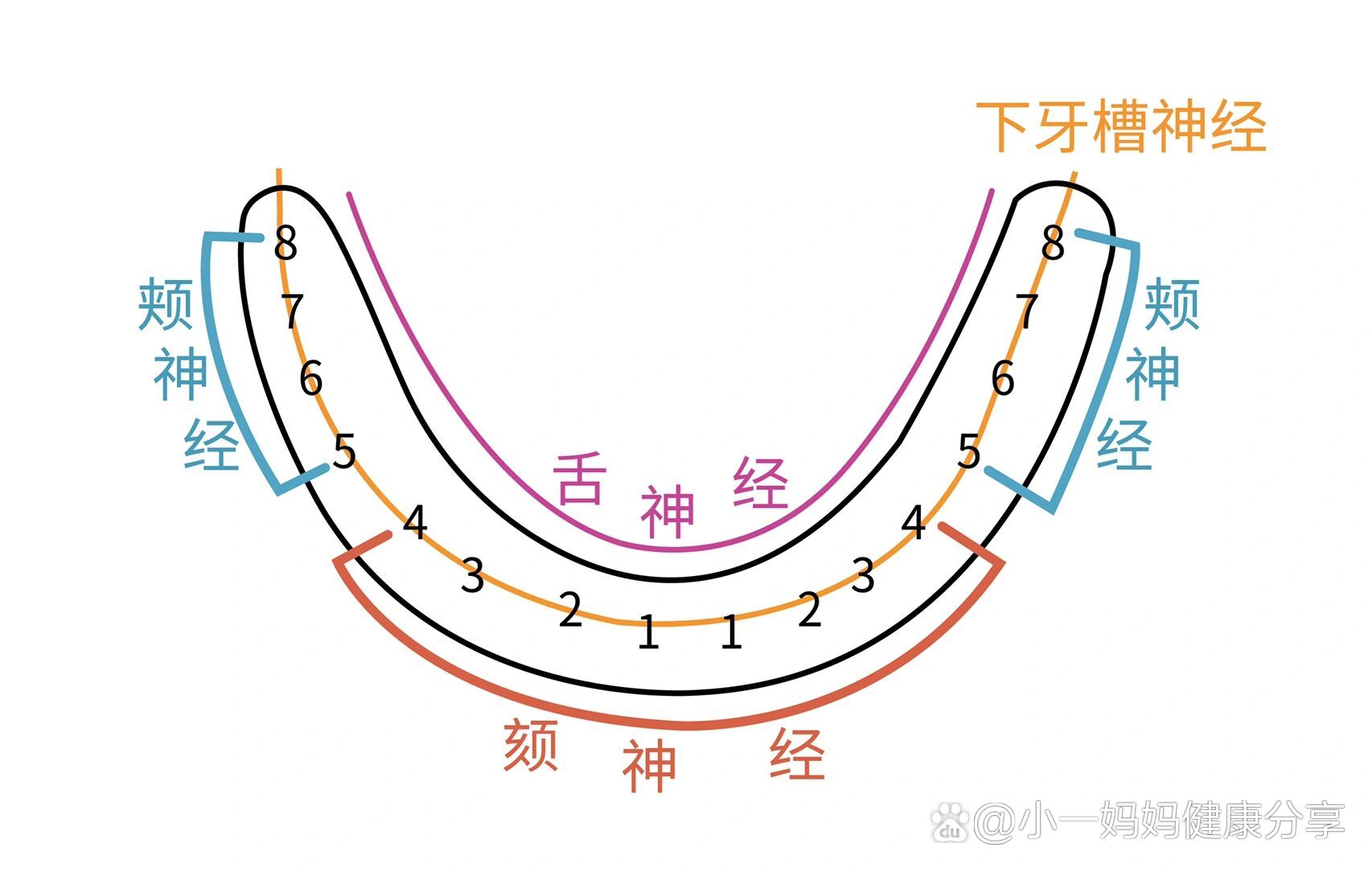 约02普通针头的一半 br 下颌所有牙打阻滞麻醉 br 腭前神经打浸润