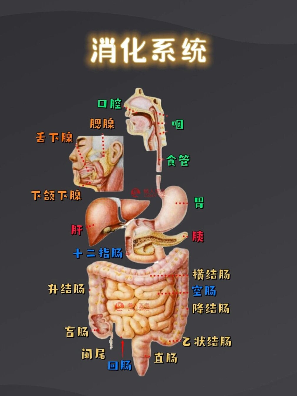 消化系统图简图图片