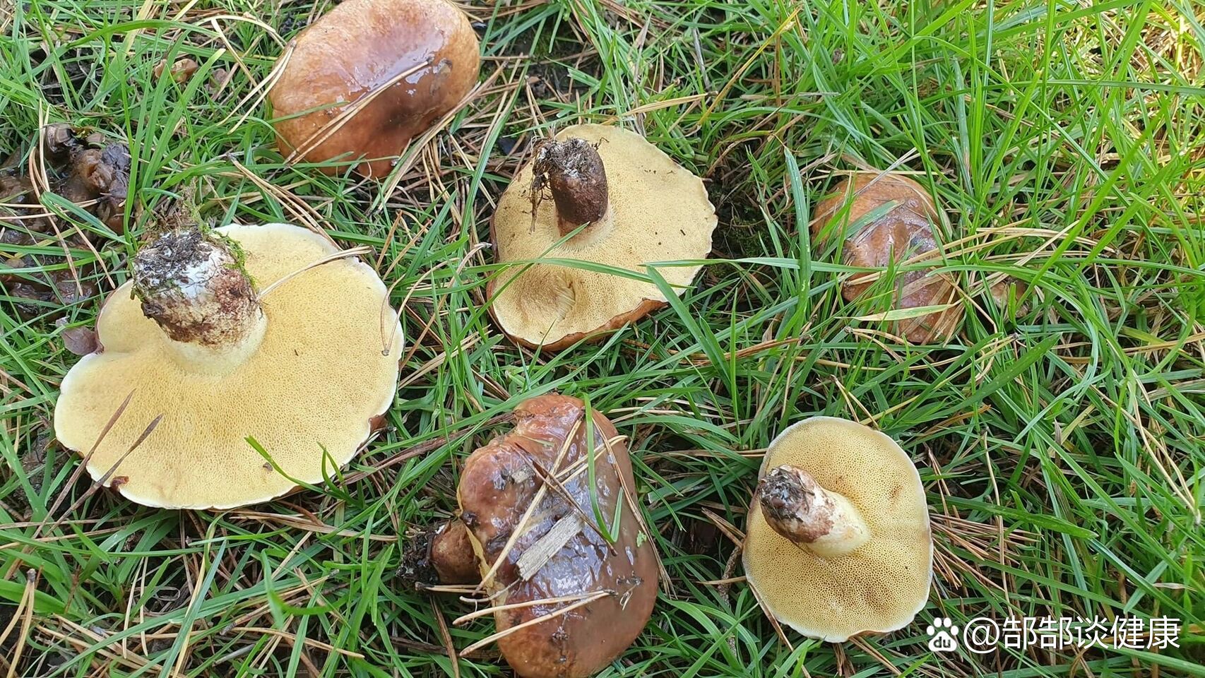 俗称滑肚子的两种乳牛肝菌