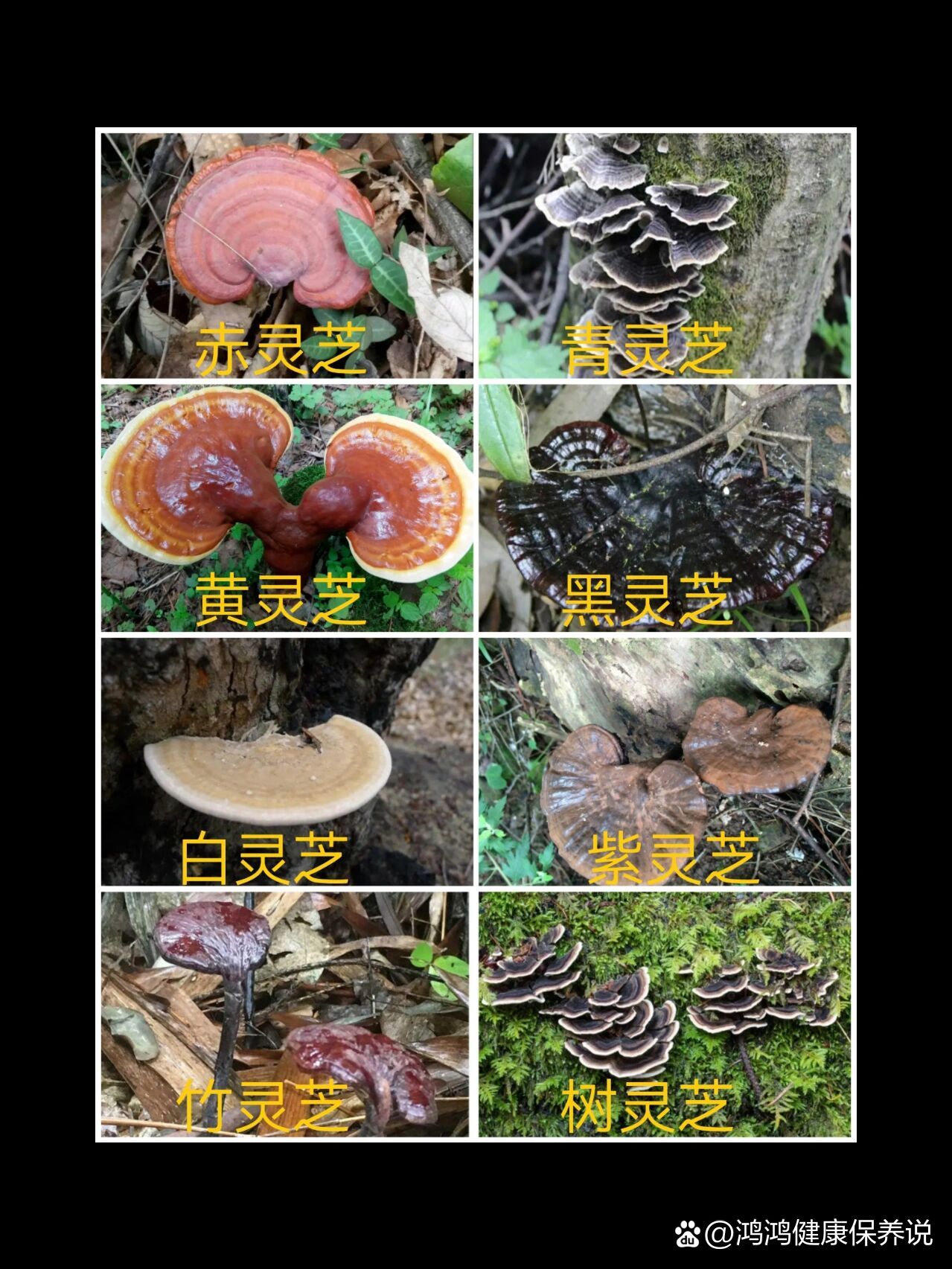 但市面上大部分是人工种植的灵芝,那么,野生灵芝种类有