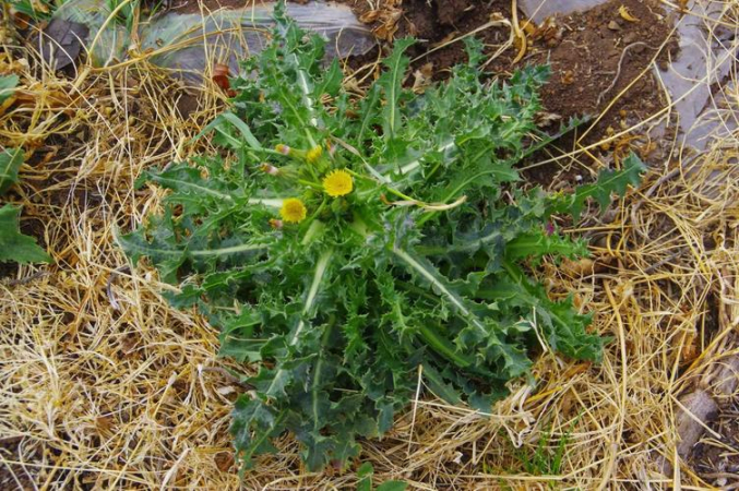 春天野菜大赏：花叶滇苦菜的食用与药用