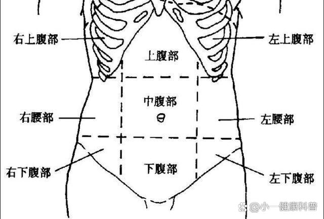 女人右下腹疼痛位置图图片