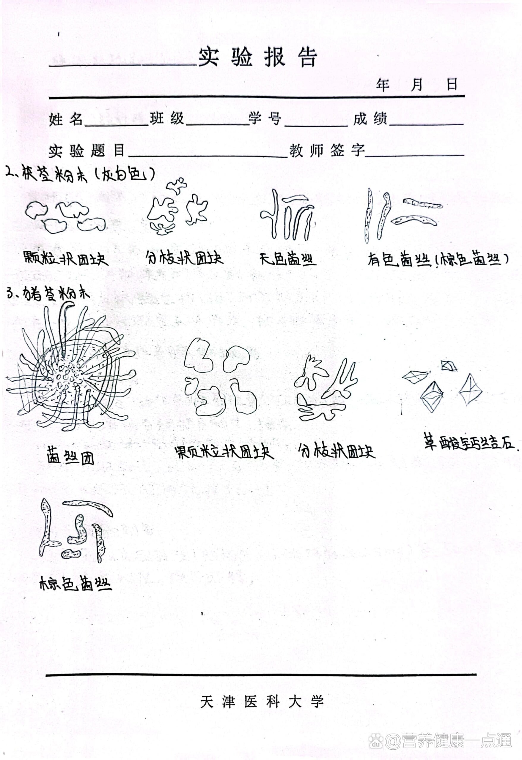 甘草横切面简图手绘图片