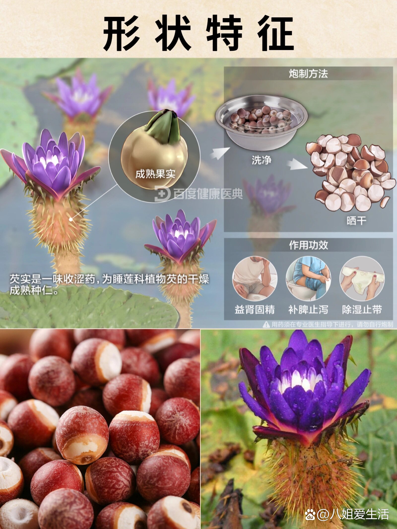 芡实性状图片