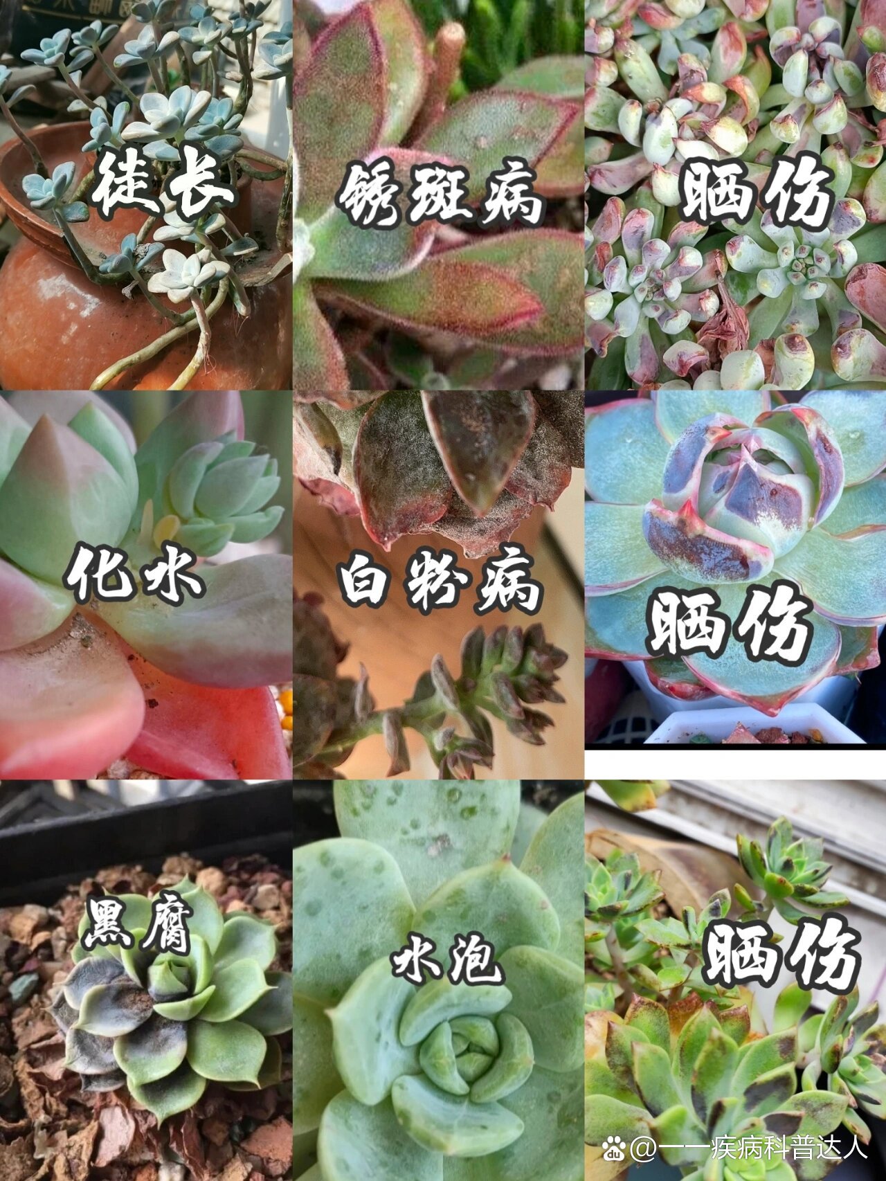 多肉植物生病图片大全图片