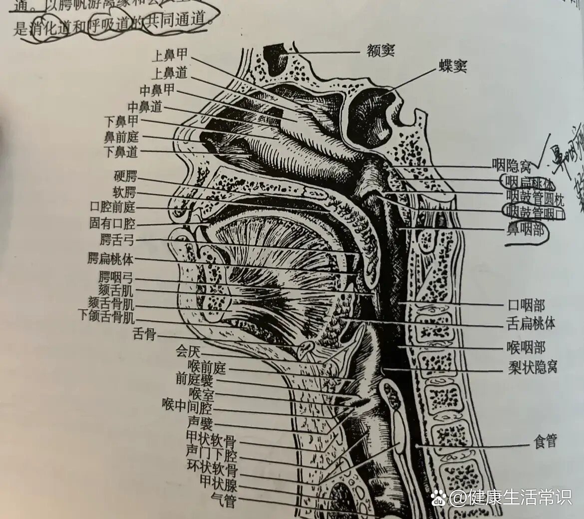 咽炎和食道的位置图片图片