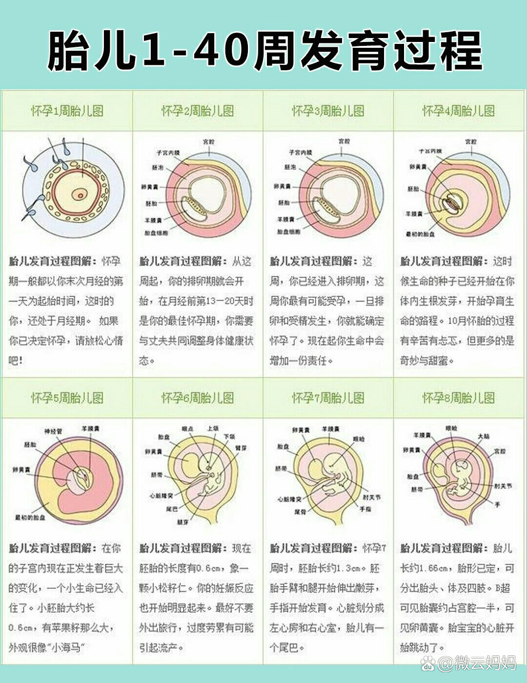 胎儿发育79标准数据解析～各阶段器官发育