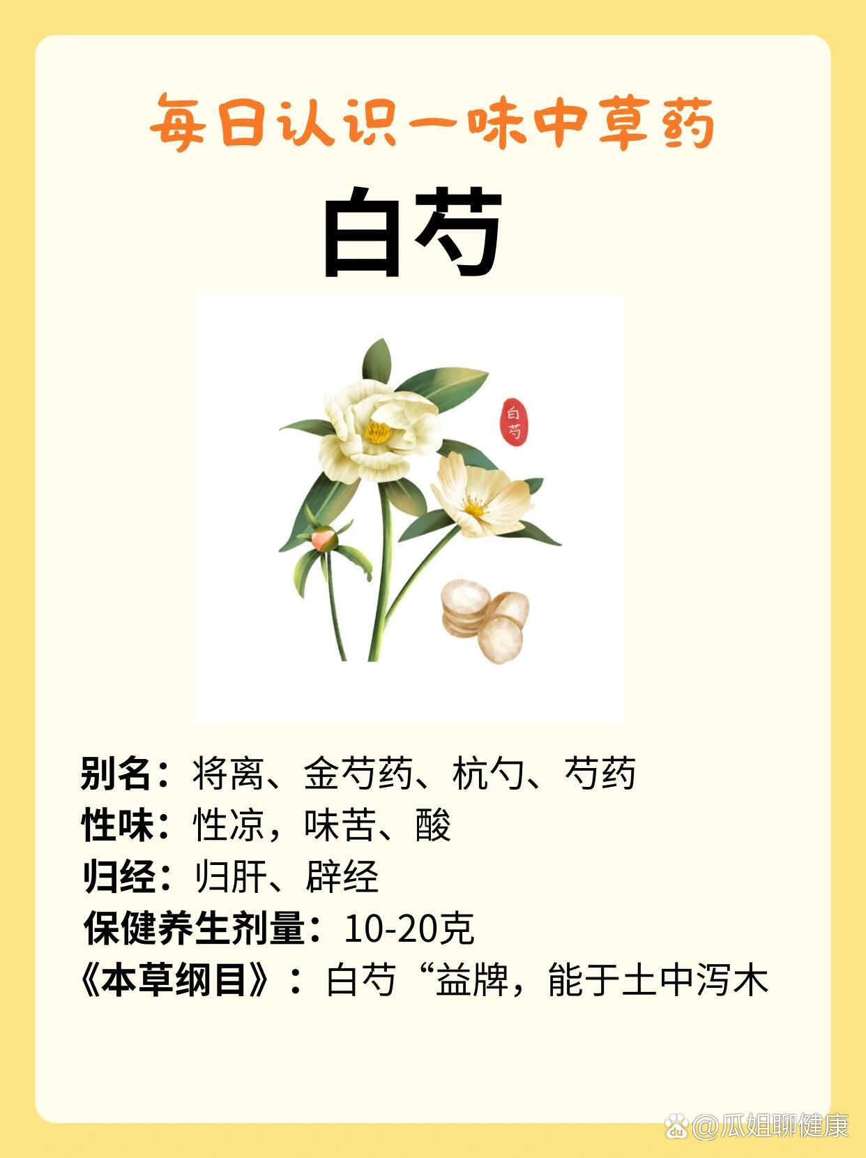 白芍药花的寓意图片