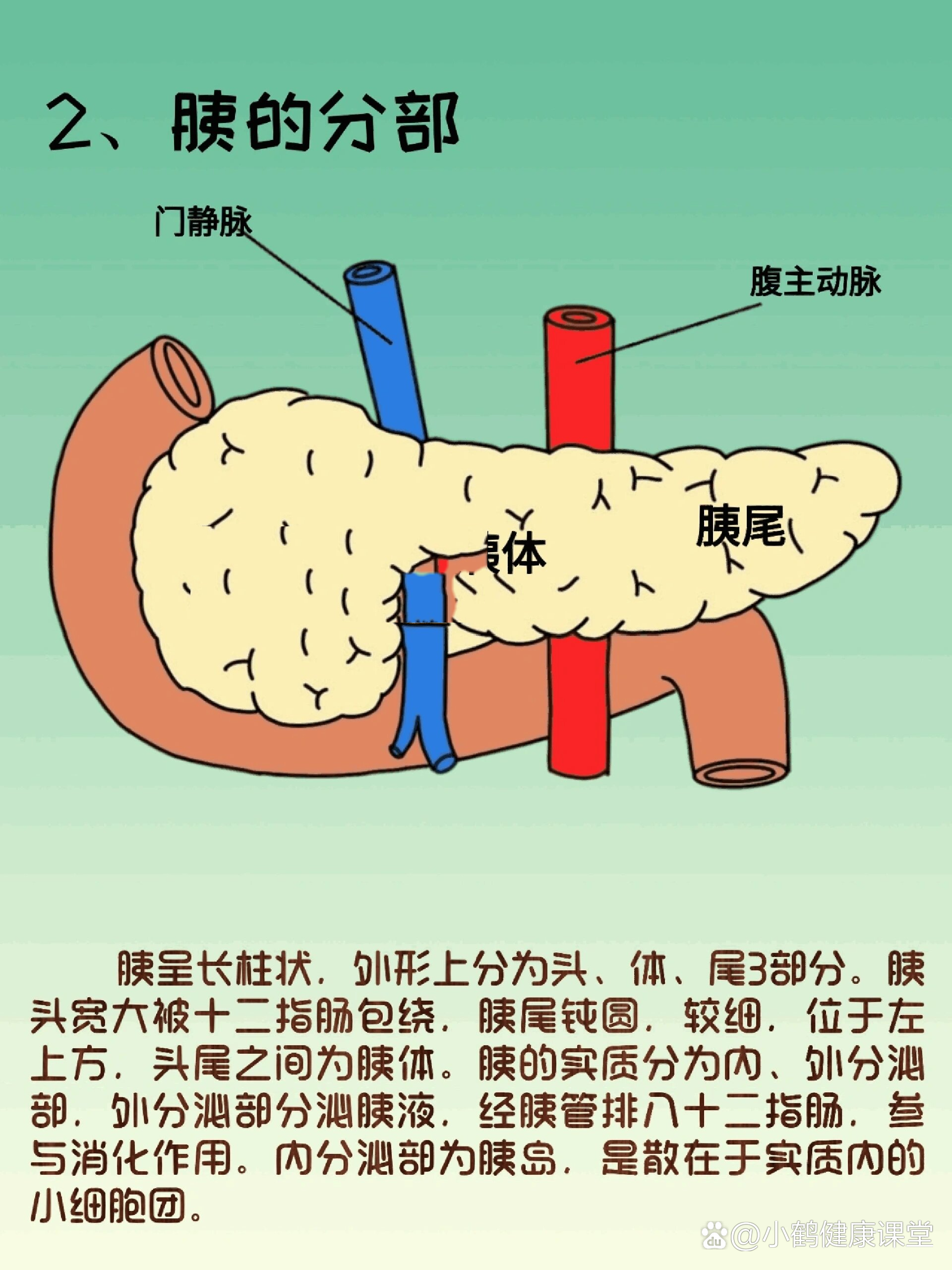 器官解剖之胰腺