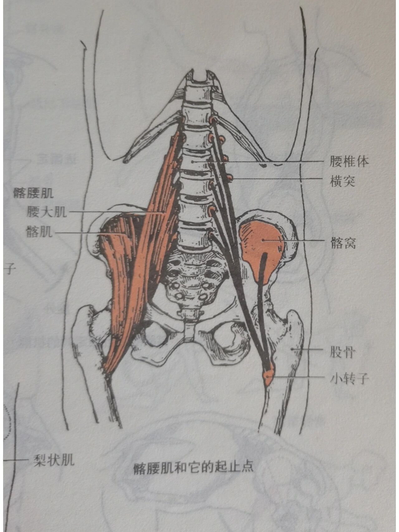 髋关节前屈的肌肉图片