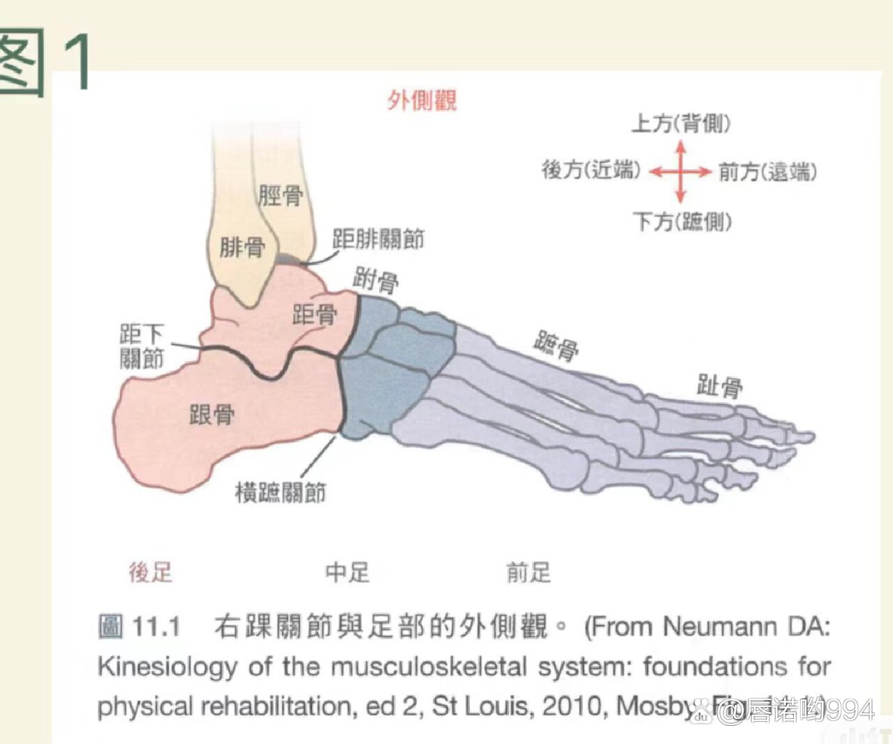 是人体重要的承重关节,主要功能是背屈和跖屈