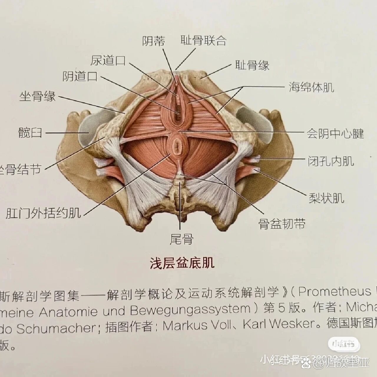 前壁膨出的清晰图片图片