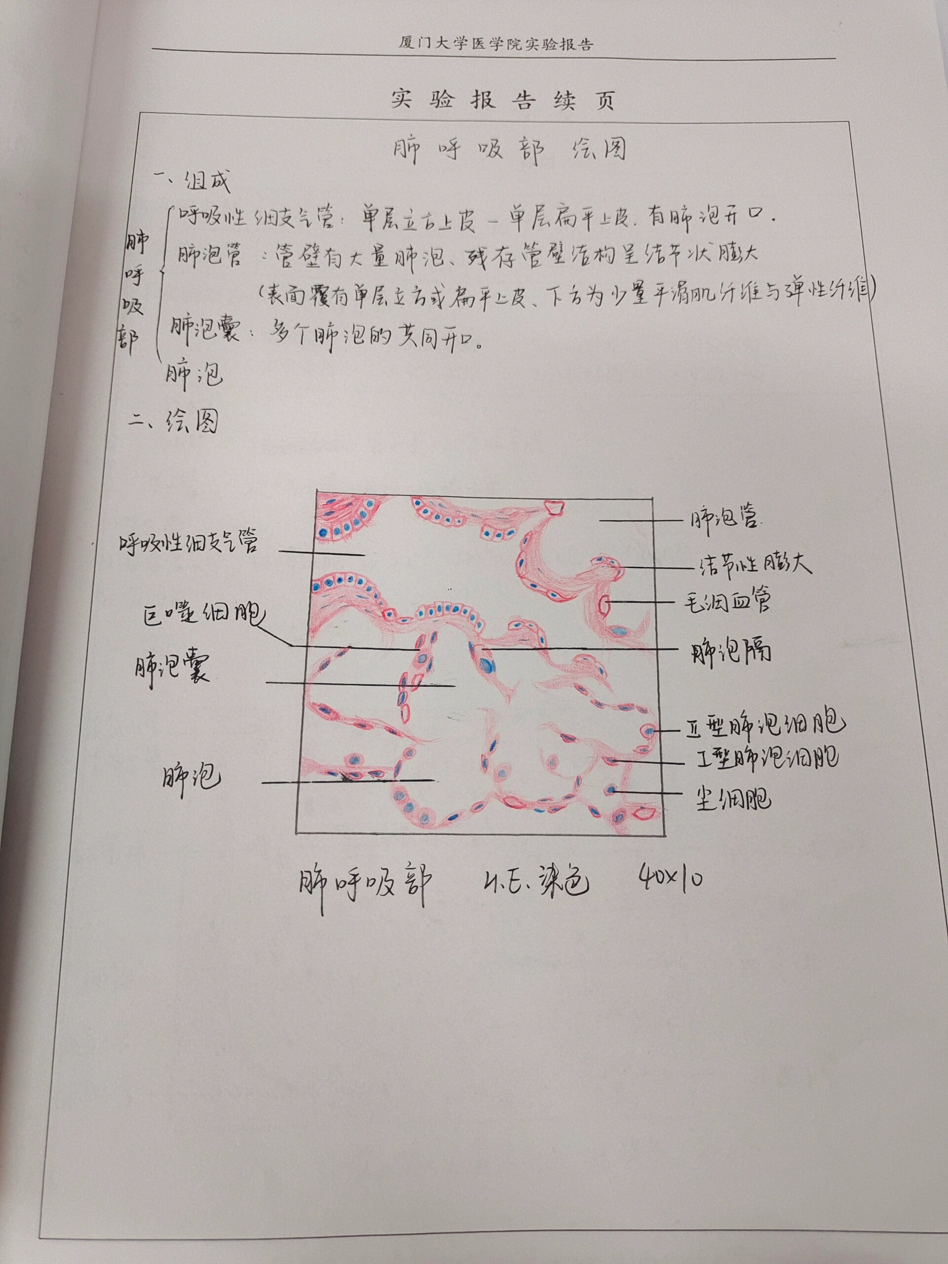 肺切片红蓝铅笔手绘图图片