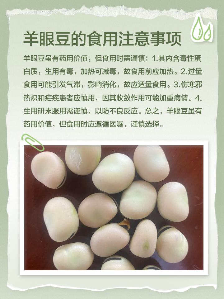 羊眼豆百科