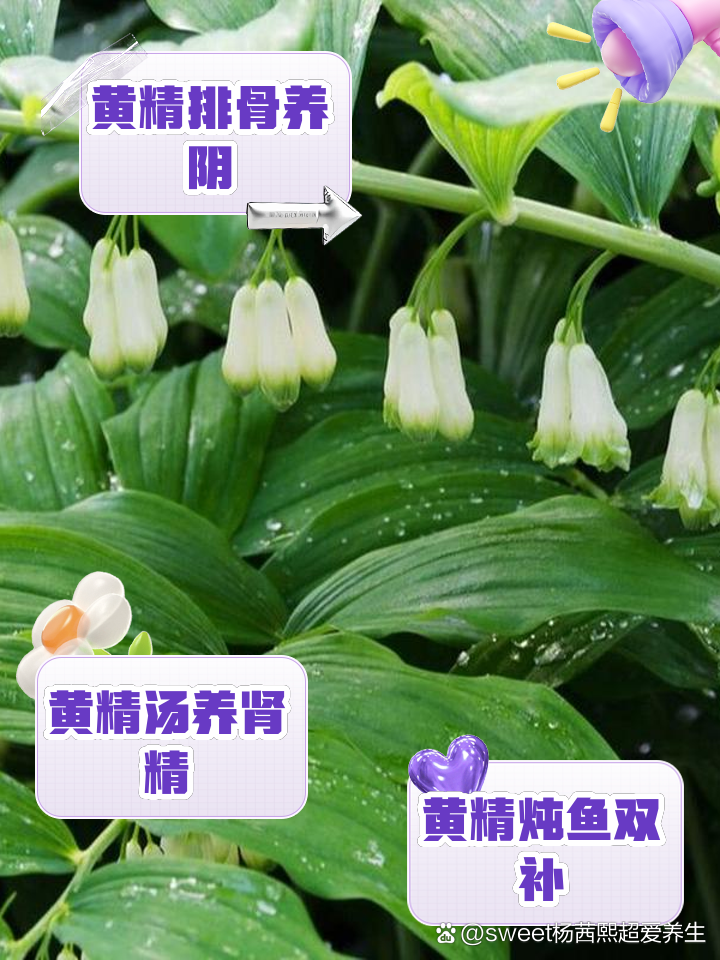 黄精的食用方法