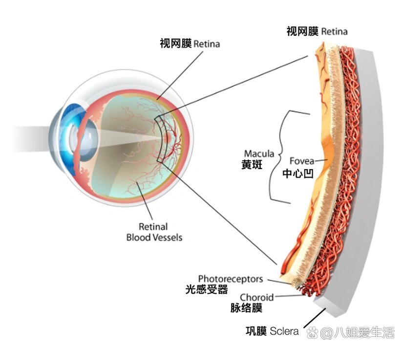 眼底组织结构模型图