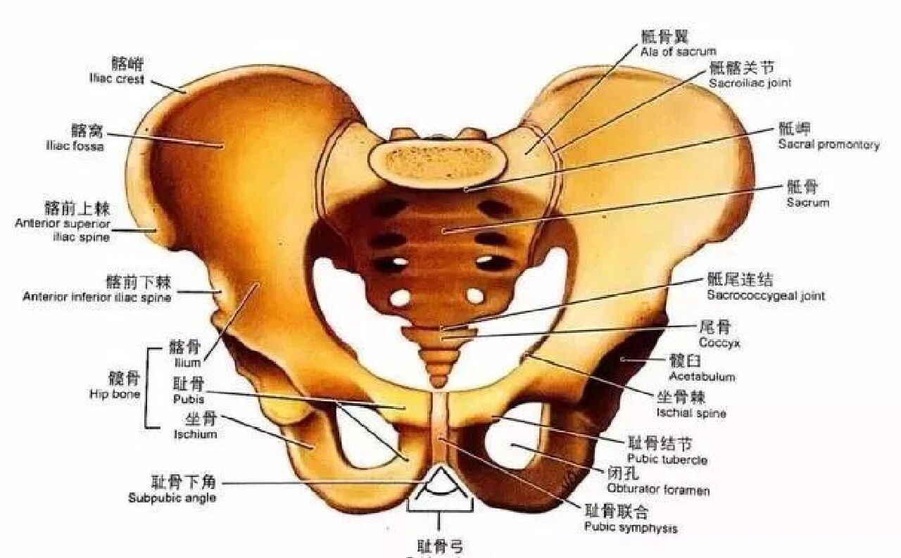 骨盆解剖图