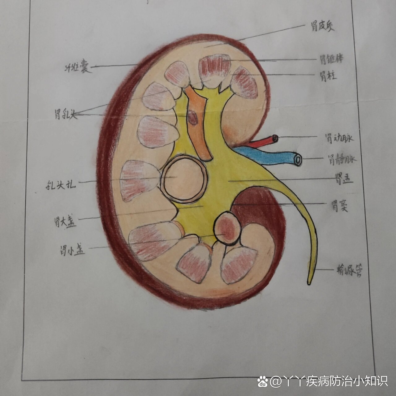 肾脏冠状切面结构图图片