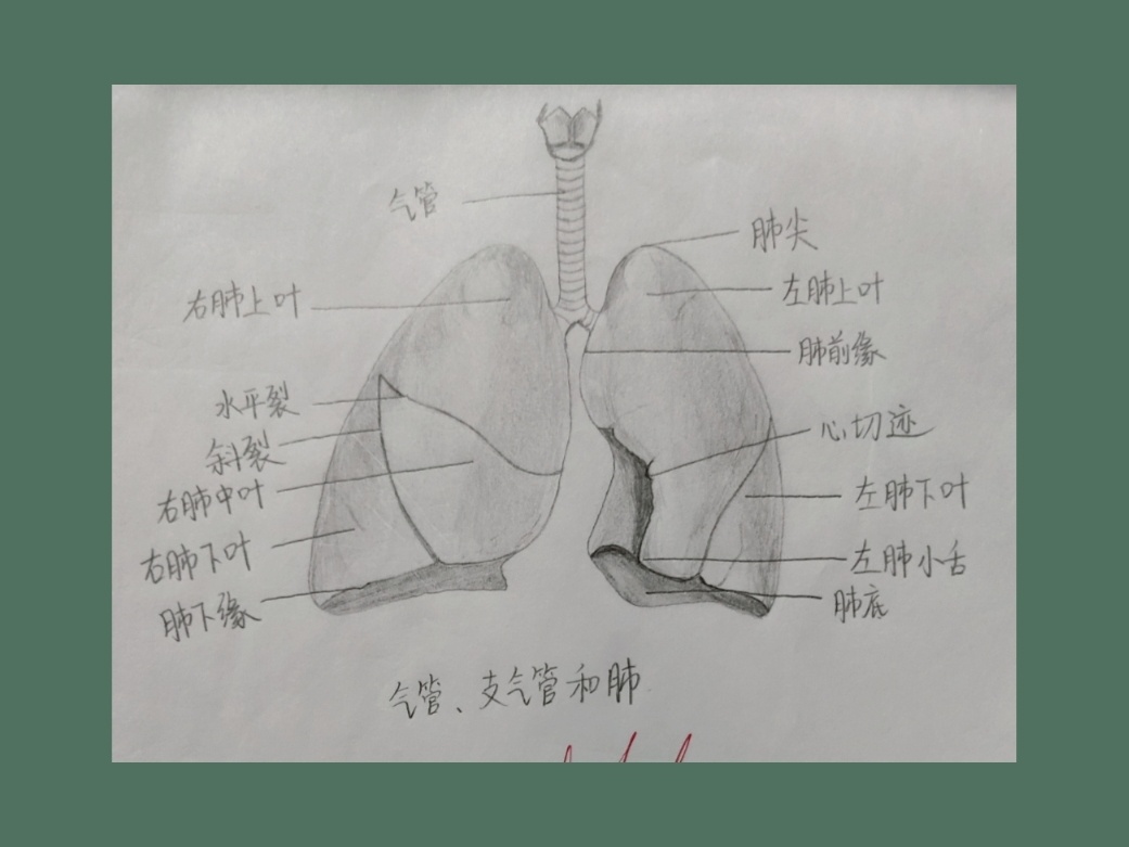 肺支气管结构图片