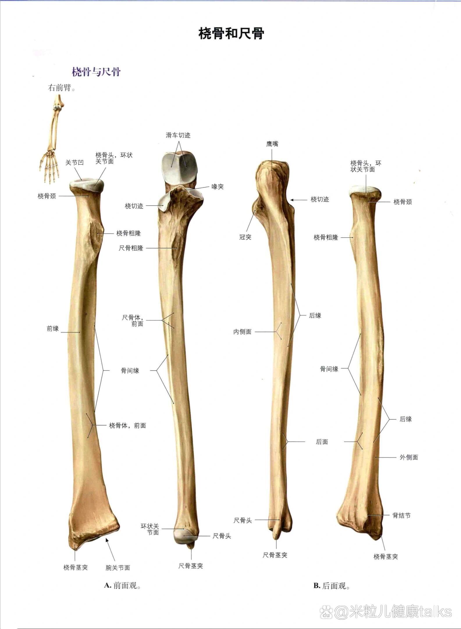 尺桡骨解剖结构图图片