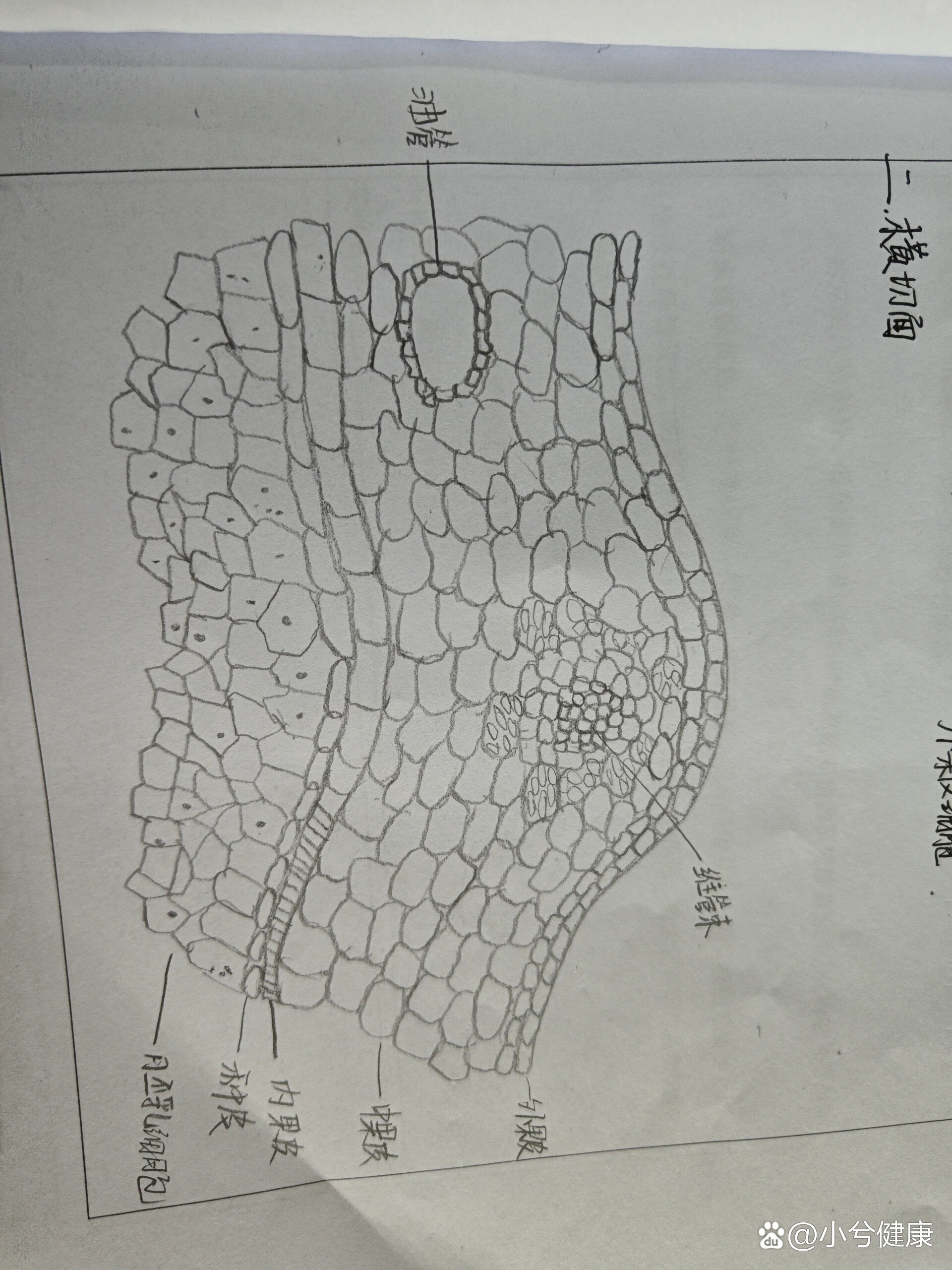 小茴香网状细胞图片