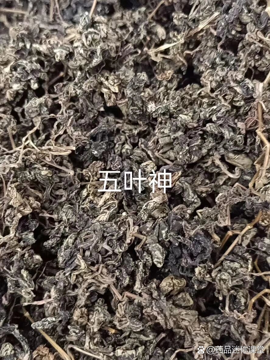 五叶神中草药图片