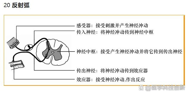 初中生物25个必记图