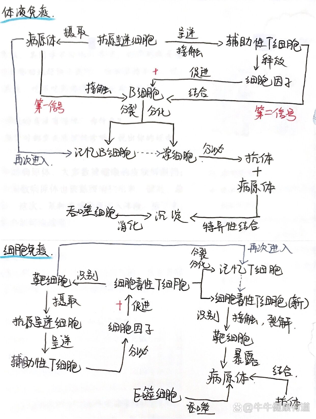 高中免疫系统图解图片