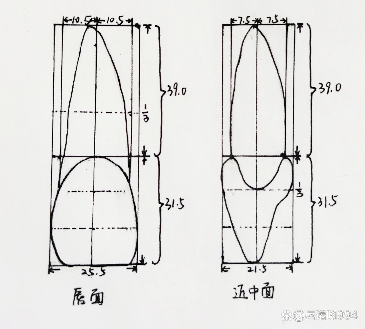 上颌中切牙3倍大画图图片