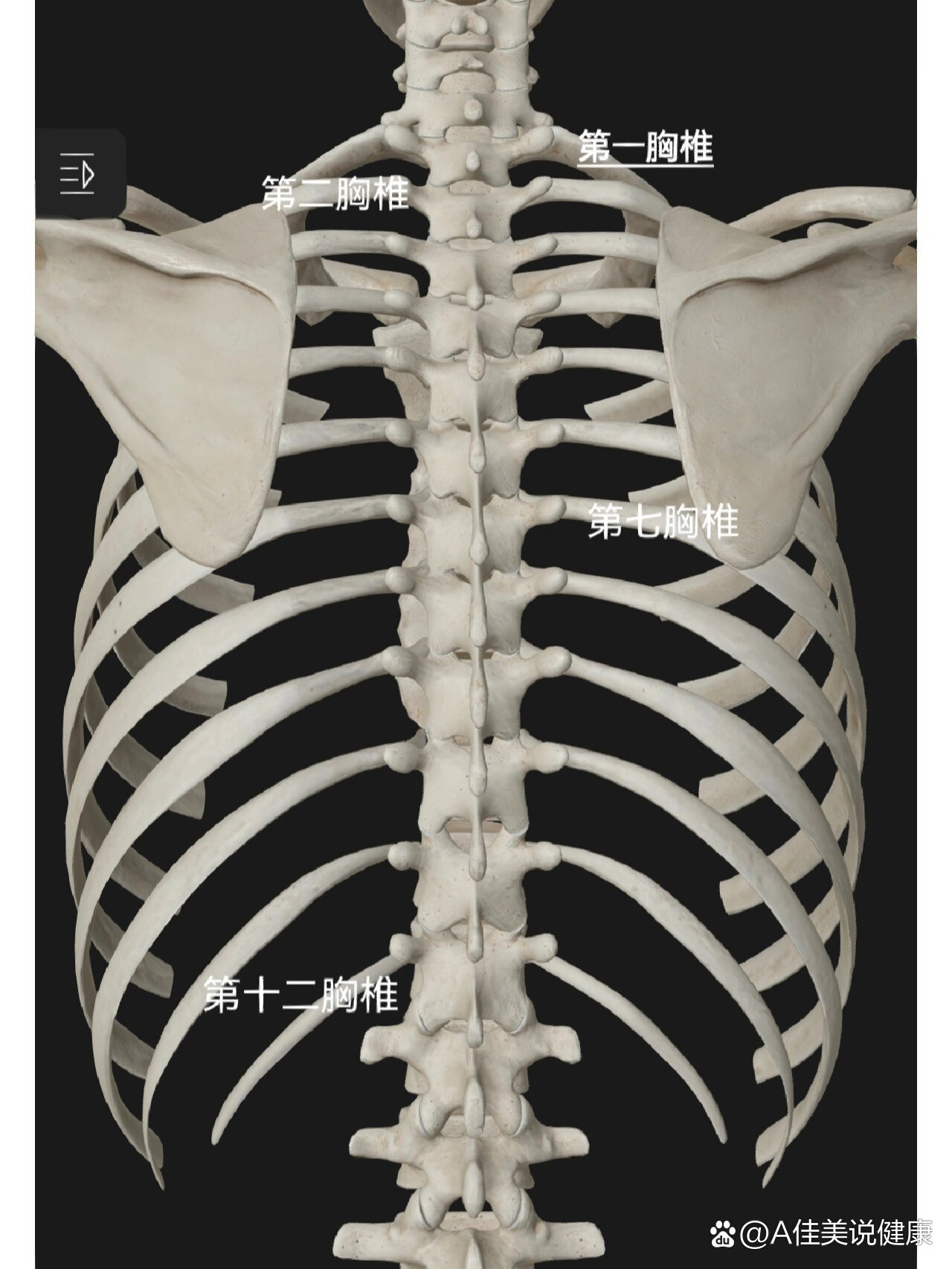 胸椎12图片位置示意图图片
