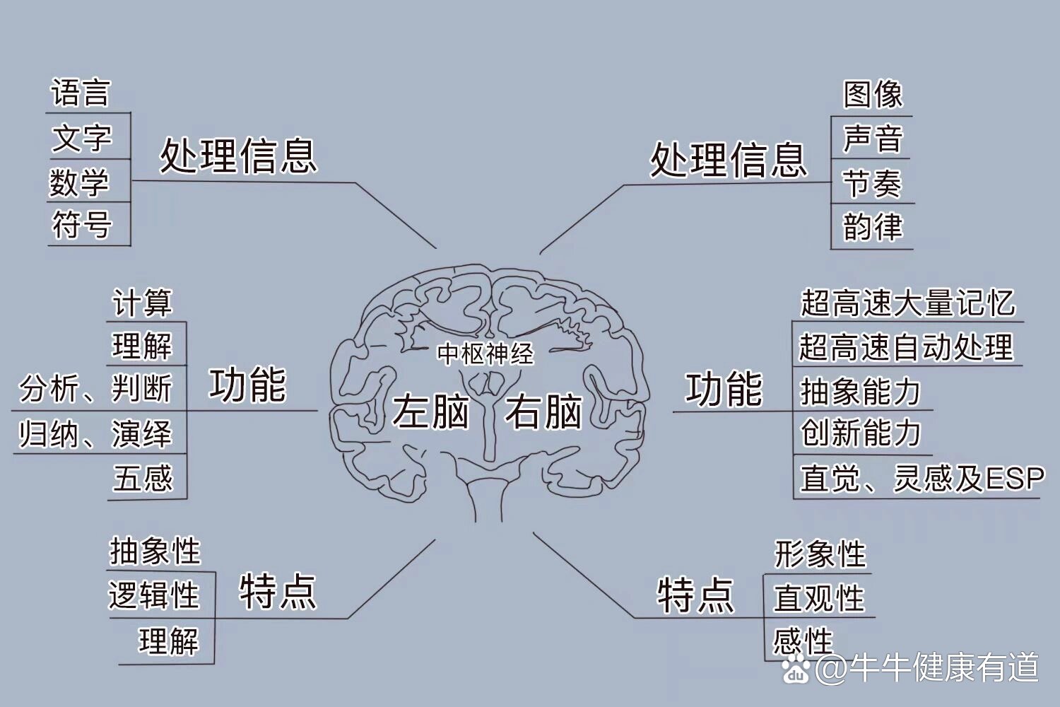 大脑左右半球的区别及控制范围