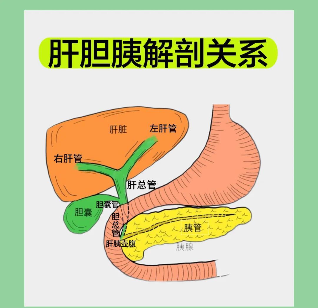 肝胆胰超全解剖图🔬细节到哭