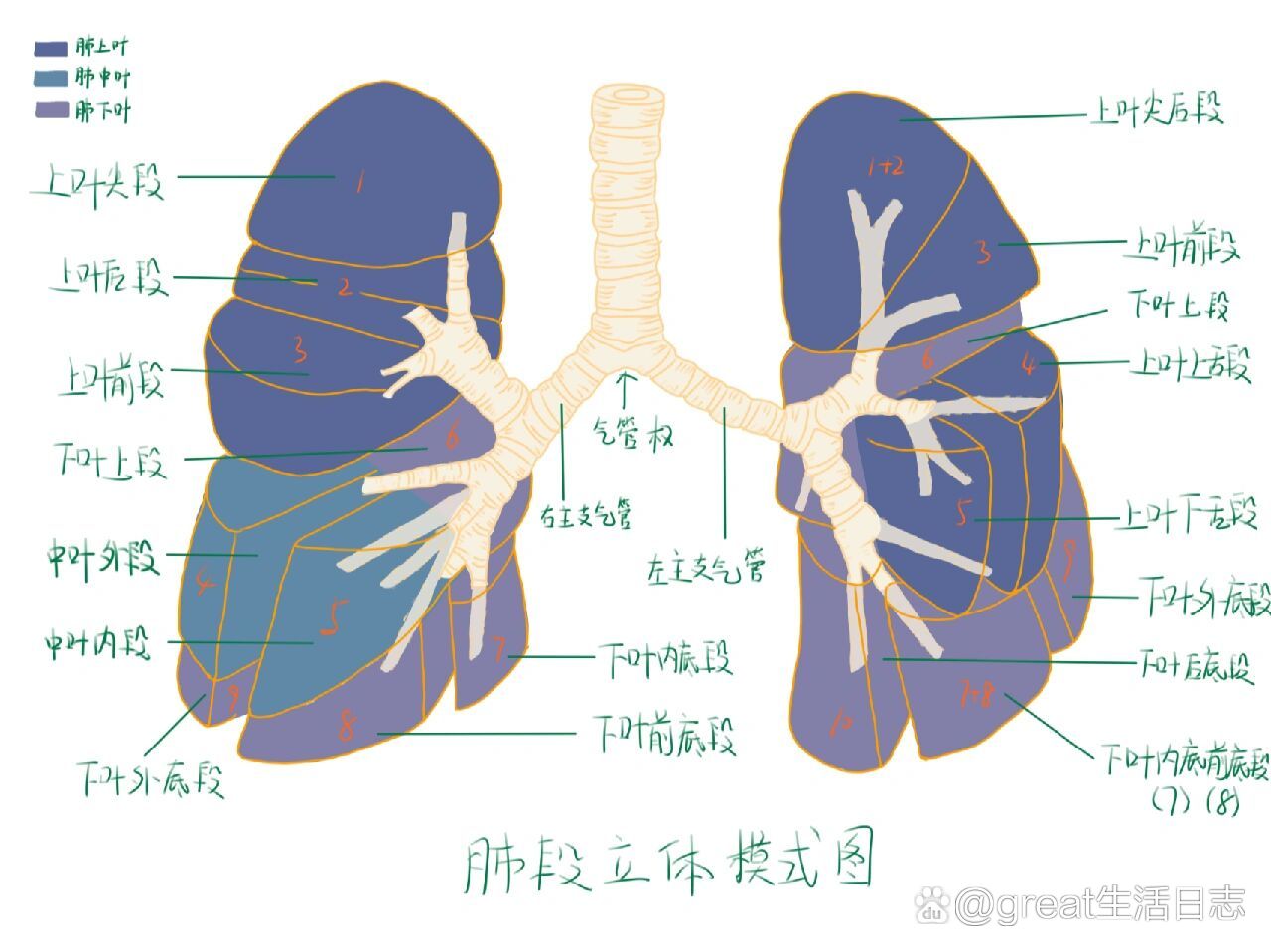 肺的分叶图图片