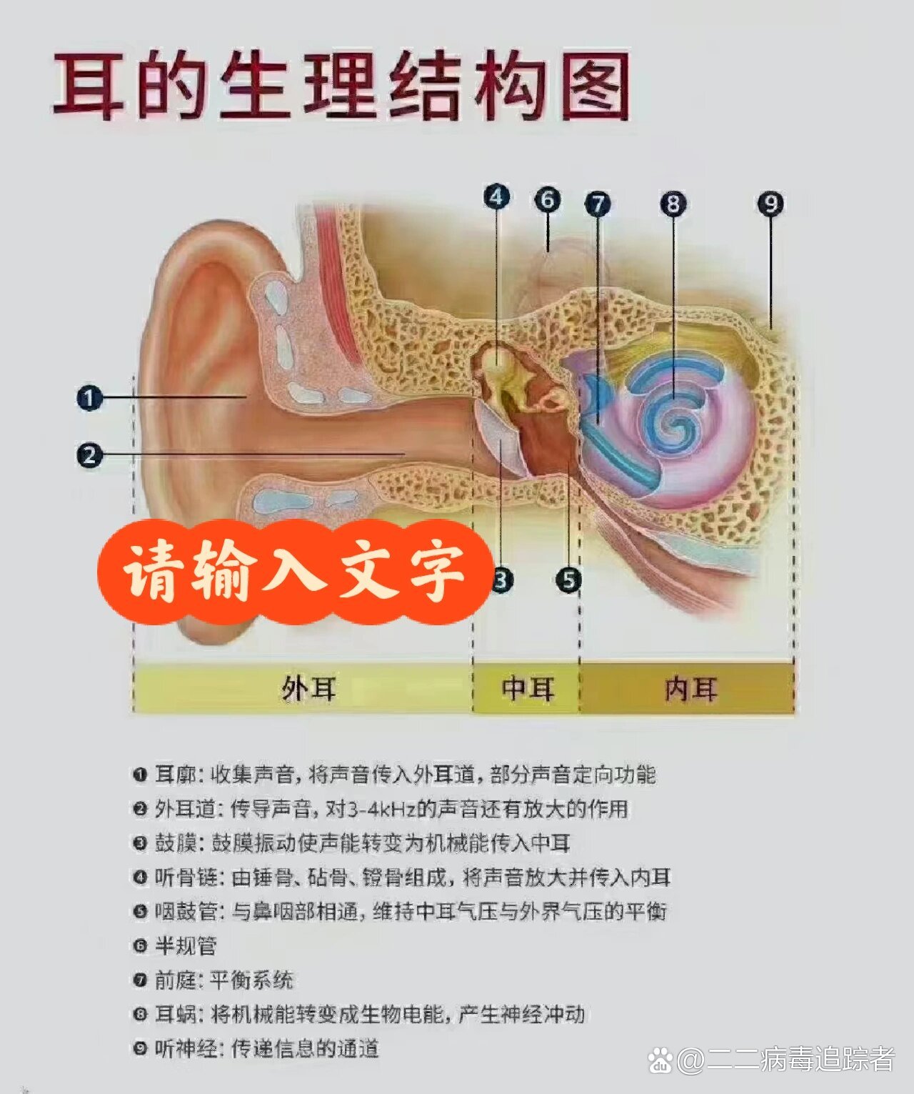 耳的生理结构