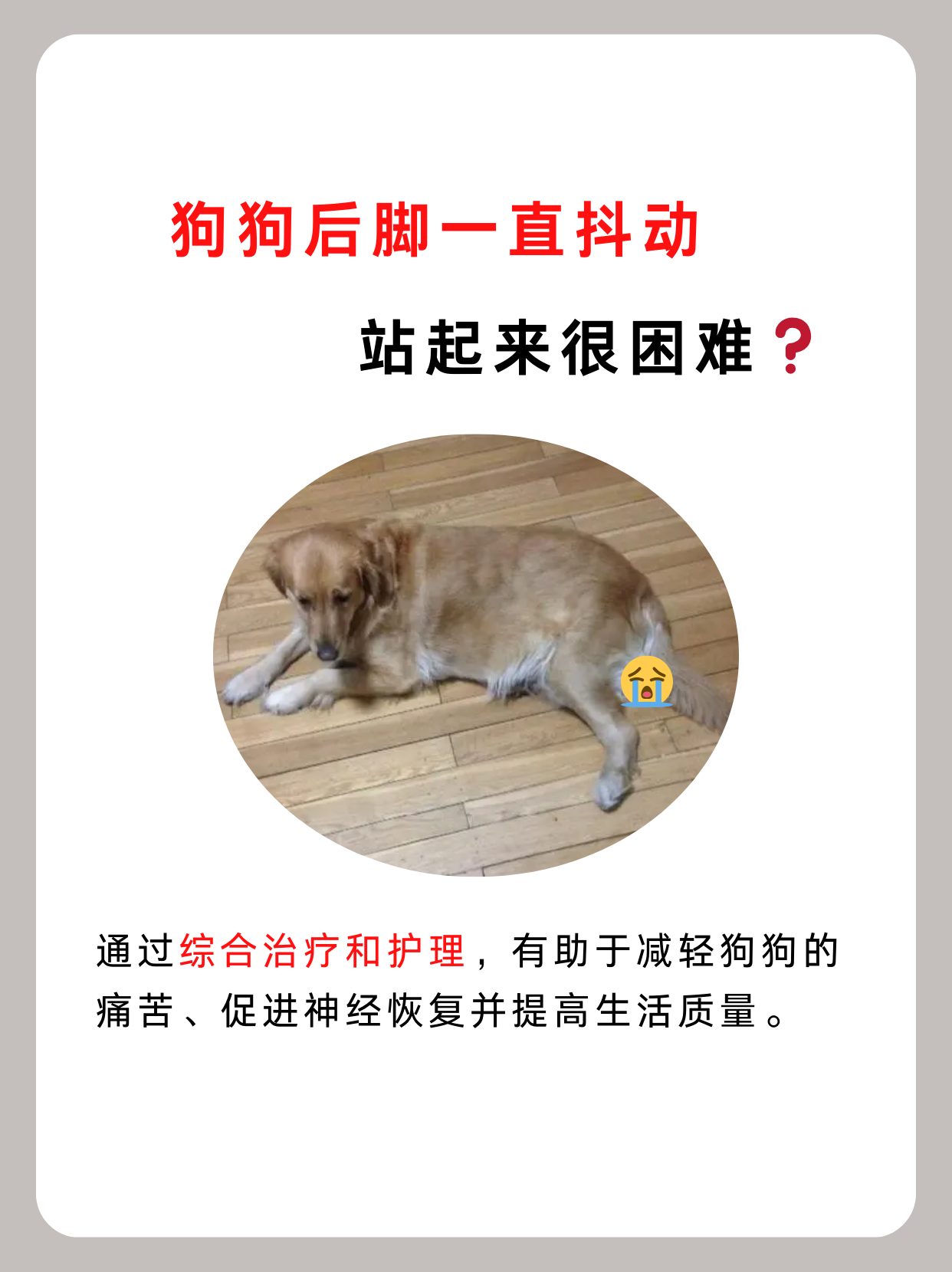 狗狗后脚一直抖动，站起来很困难……