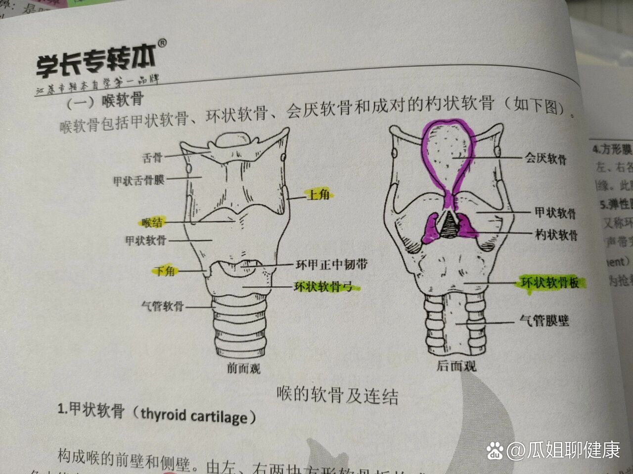 会厌部解剖结构图片